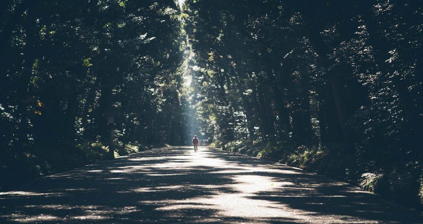 A road through the trees